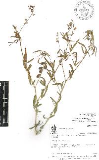 Crotalaria pumila image