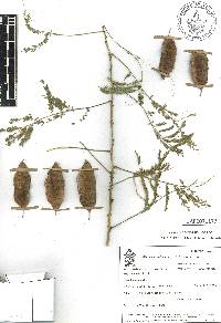 Mimosa acantholoba image