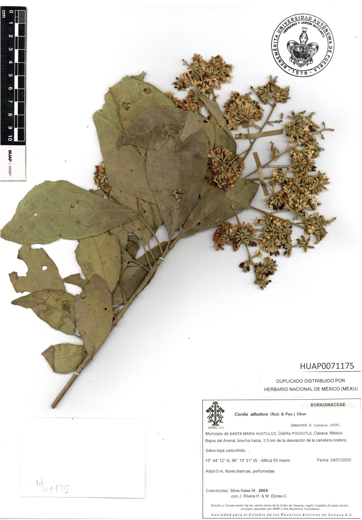 Cordia alliodora image