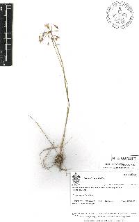 Oxalis lasiandra image