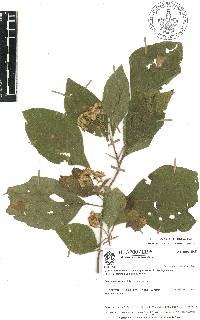 Montanoa tomentosa image