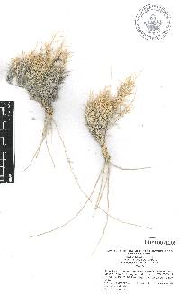 Scleropogon brevifolius image