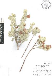 Leucophyllum frutescens image