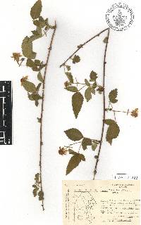 Rubus trivialis image