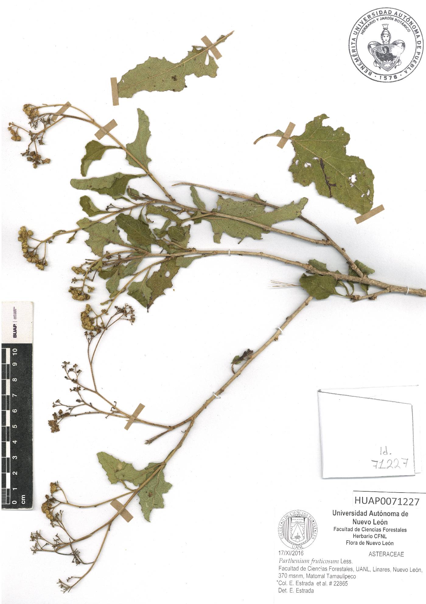 Parthenium fruticosum image