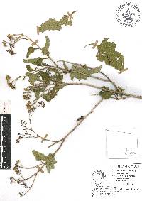 Parthenium fruticosum image