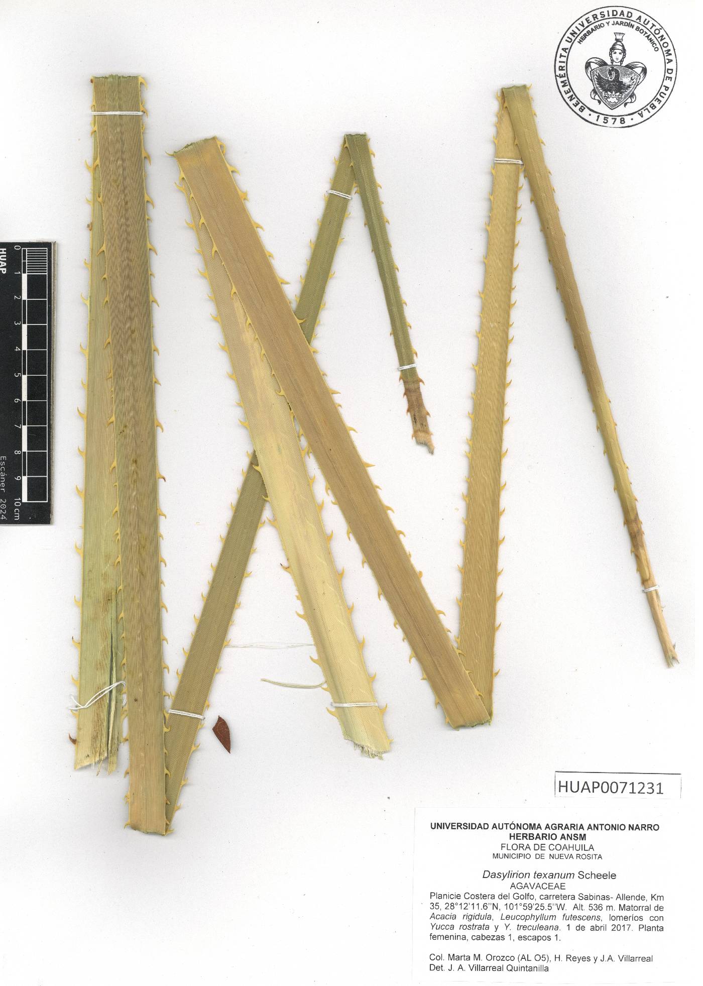 Dasylirion texanum image