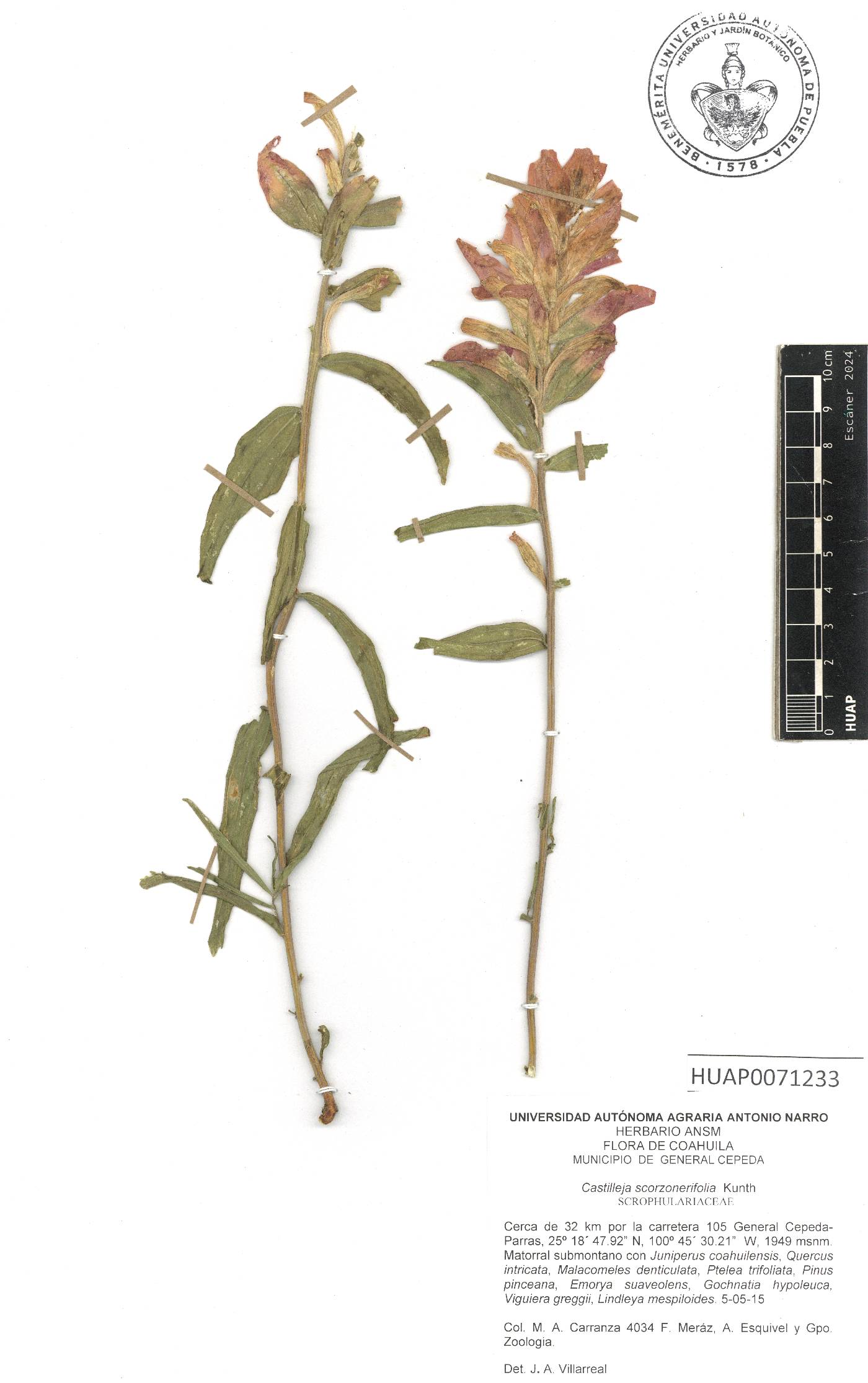 Castilleja scorzonerifolia image