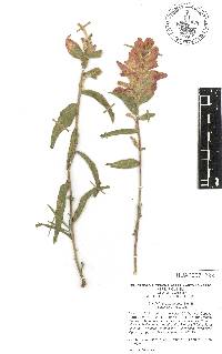 Castilleja scorzonerifolia image