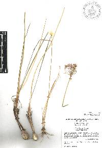 Allium kunthii image