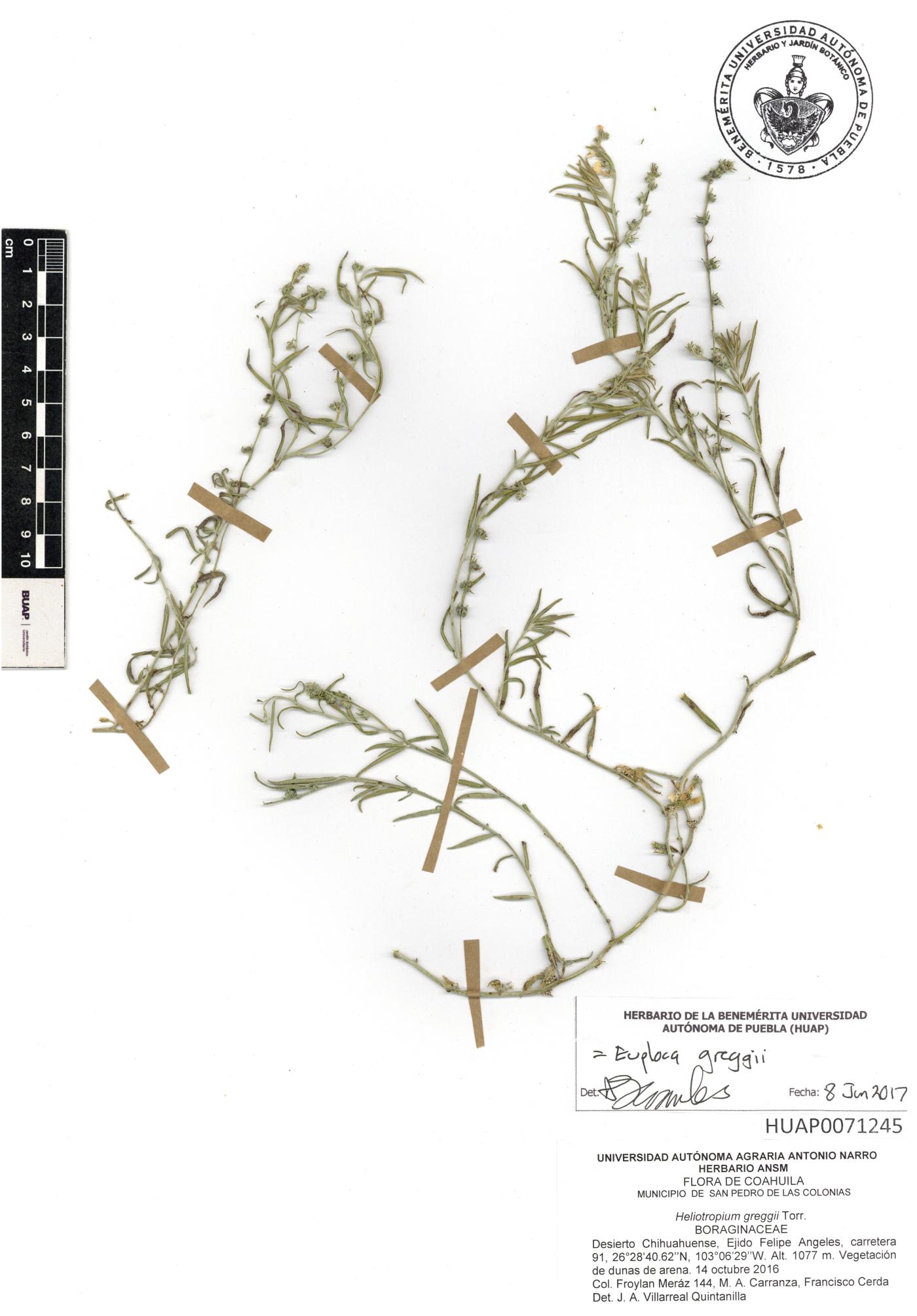 Euploca greggii image
