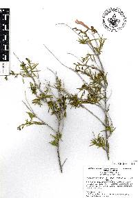 Anisacanthus linearis image