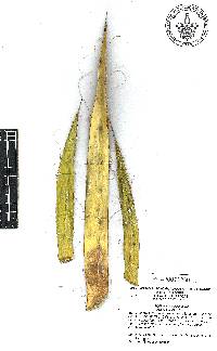 Agave schidigera image