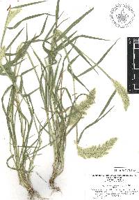 Polypogon monspeliensis image