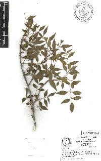 Fraxinus cuspidata image