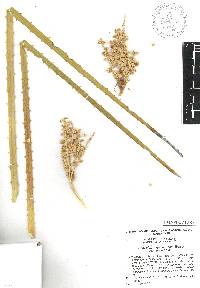 Dasylirion miquihuanense image