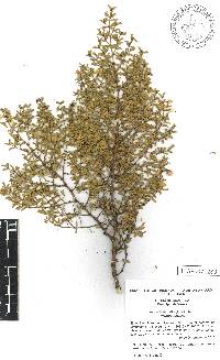 Larrea tridentata image