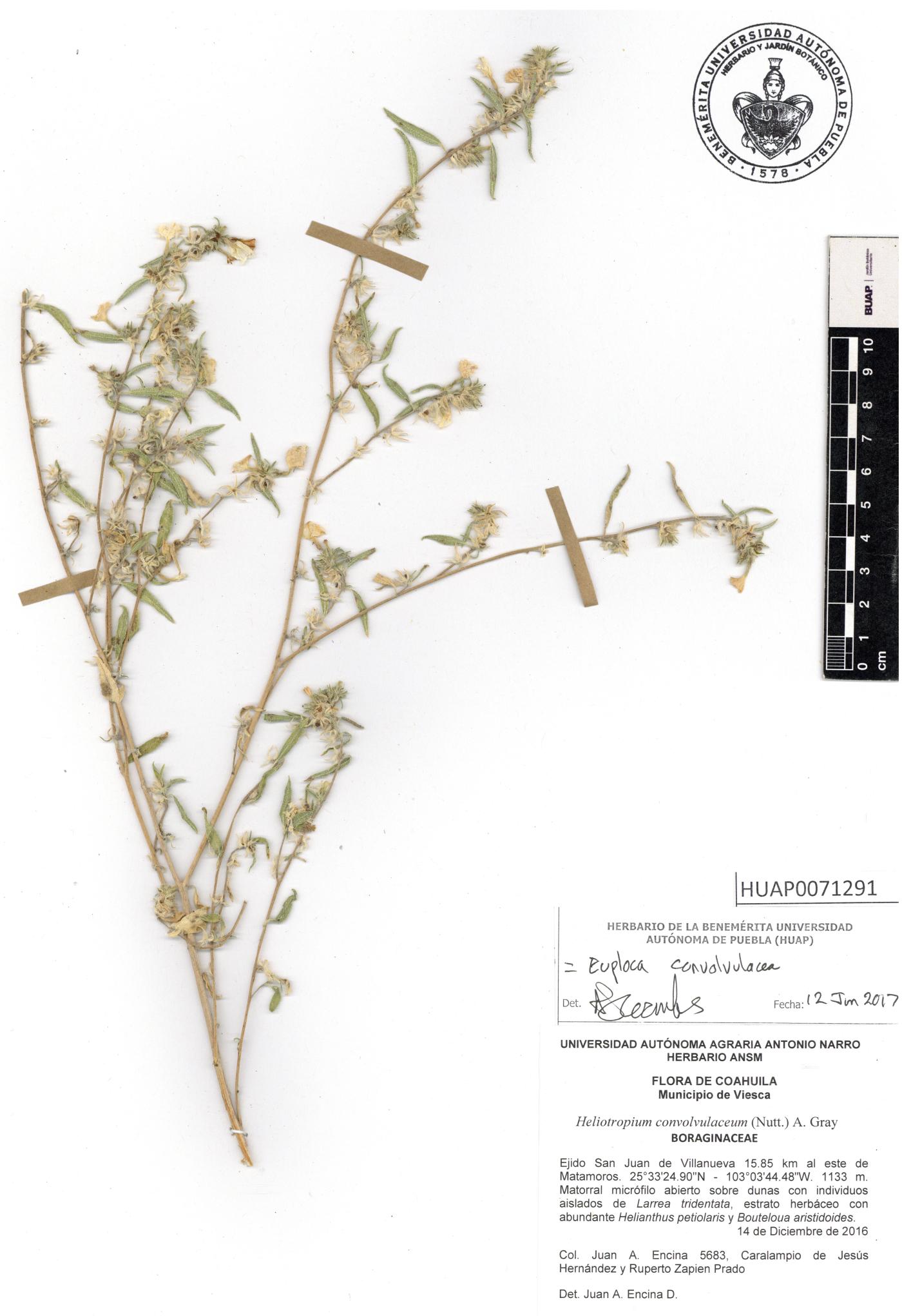 Heliotropium convolvulaceum var. convolvulaceum image