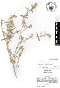 Heliotropium convolvulaceum image