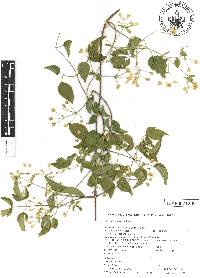 Clematis dioica image