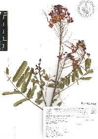 Caesalpinia pulcherrima image