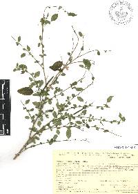 Corchorus siliquosus image