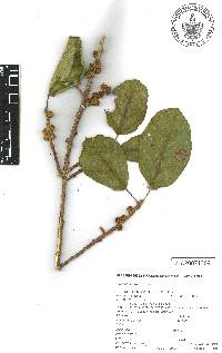 Ficus cotinifolia image