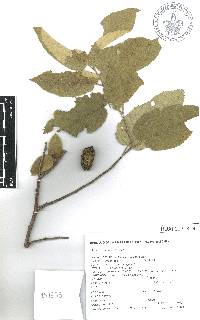 Guazuma ulmifolia image