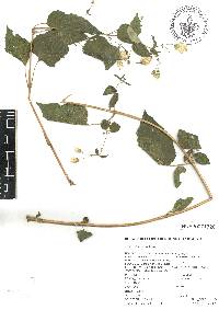 Brickellia secundiflora image