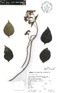 Desmanthodium fruticosum image