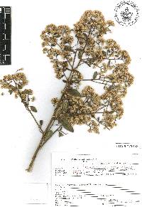 Baccharis multiflora image