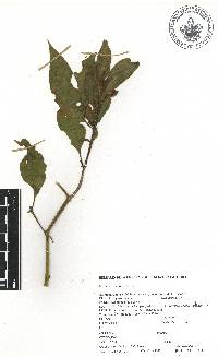 Phytolacca rugosa image