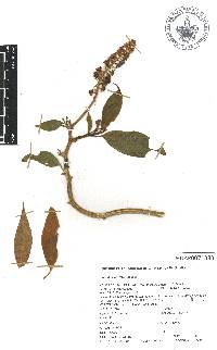 Phytolacca rugosa image