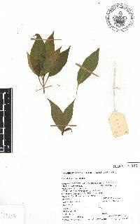 Phytolacca rugosa image