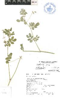 Kallstroemia pubescens image