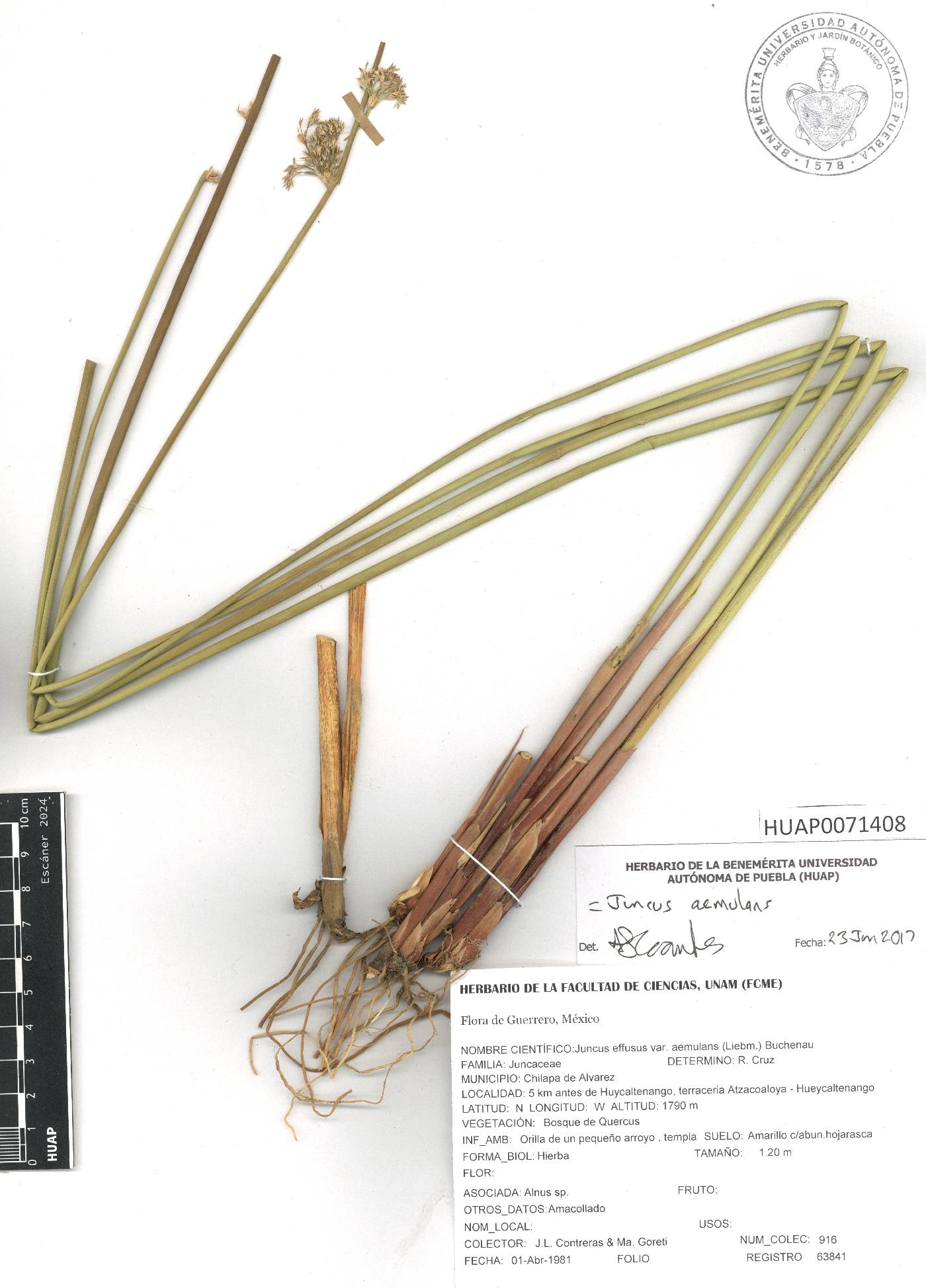 Juncus aemulans image