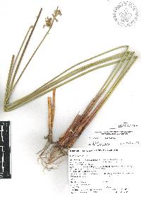 Juncus aemulans image