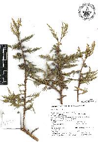 Cupressus lusitanica image