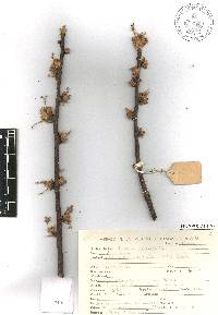 Bursera glabrifolia image