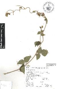 Rhynchosia discolor image