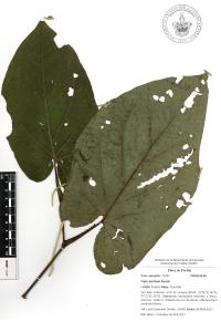 Piper auritum image