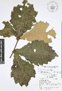 Quercus candicans image