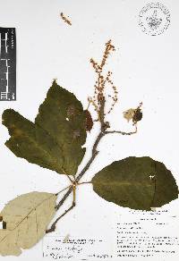 Quercus candicans image