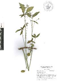 Euphorbia graminea image