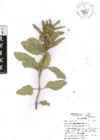 Asclepias oenotheroides image