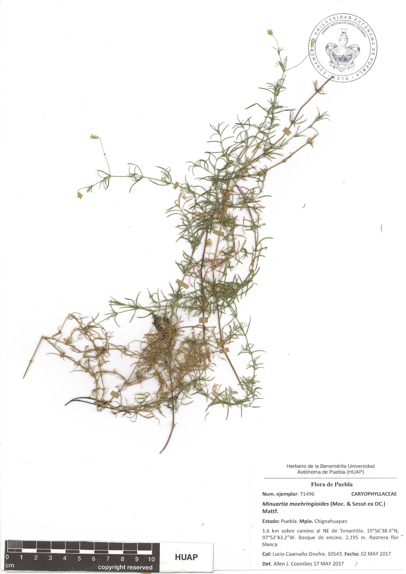 Triplateia moehringioides image