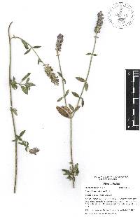 Salvia lavanduloides image