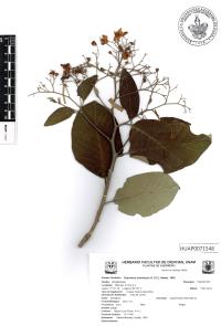 Bourreria andrieuxii image