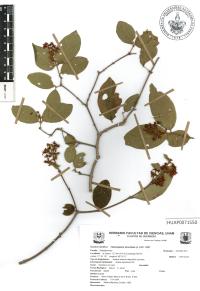 Heteropterys brachiata image