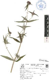 Crusea wrightii var. angustifolia image